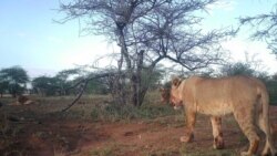 Quiz - Artificial Intelligence Used to Track World's Wildlife