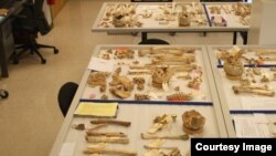 하와이에 있는 ‘미군 전쟁포로·실종자 확인 합동사령부(JPAC)’에서 북한으로 부터 받은 미군 유해 신원 확인 작업을 진행 중이다. 사진 제공: 제니 진 K208 팀장. (자료사진)