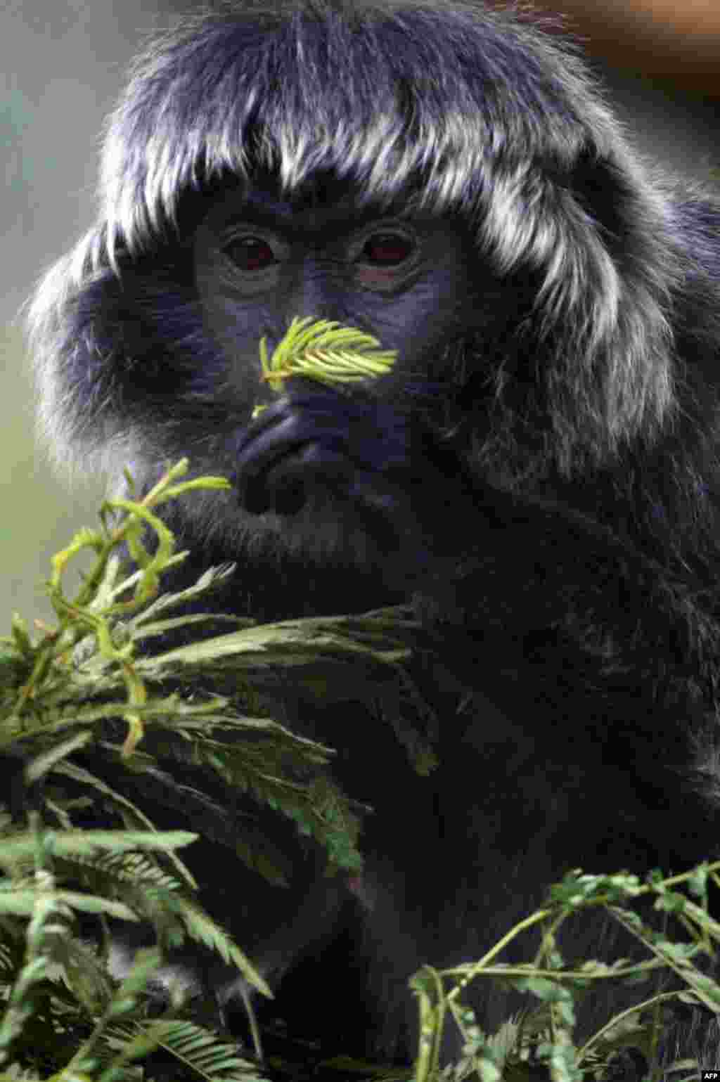 Seekor kera jawa yang langka, makan daun di pusat karantina &#39;Javan Langur&#39; di luar kota Malang, Jawa timur.