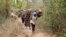 FILE -Women walk out of the forest carrying wood to use for cooking, in Tsavo East, in Kenya, June 20, 2014. A new report says environmental crime such as poaching elephants for ivory and selling illegal charcoal is helping finance criminal, militia and terrorists.