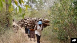 FILE -Women walk out of the forest carrying wood to use for cooking in Kenya. 