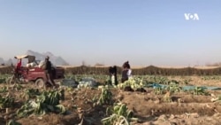 په کندهار کې کروندګر د ګلپیو له سږني مارکېټ څخه خوښ دي
