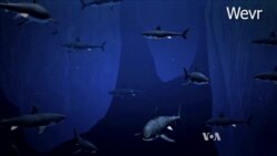 Virtual Reality Explodes onto Consumer Market, But is it Ready?