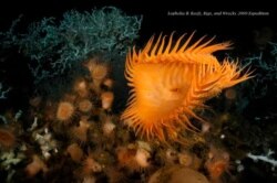 In this Sept. 4, 2009 photo provided by NOAA, corals are seen at the bottom of the Gulf of Mexico.