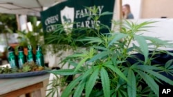 Tanaman ganja yang dipamerkan oleh Green Goat Family Farms, pada acara pertemuan kelompok industri California "The State of Cannabis" di Long Beach, California, 28 September 2017. (Foto: dok).