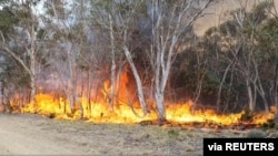 Trees are engulfed in flames as a bushfire spreads in Adaminaby, New South Wales, Australia, January 9, 2020, in this still image from a video obtained from Ingleside Rural Fire Service.