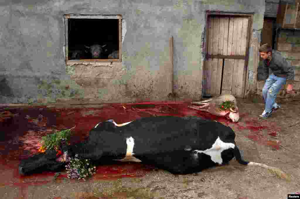 A youth stands near a cow and a sheep that were sacrified in the village of Miratovc for the Eid al-Adha celebration, near the town of Presevo, southern Serbia, Sept. 24, 2015.