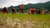 Scientists Say Genetically Modified Rice Can Prevent HIV