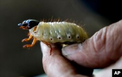 Colombia Japan Pet Beetles