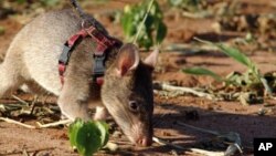 Beraye ne ke kawo cutar zazzabin lassa