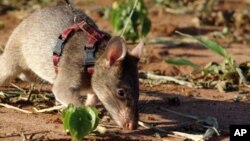 Beraye ne ke kawo cutar zazzabin lassa