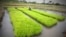 FILE - A man works in a rice field in Nanan, Yamoussoukro, Ivory Coast, Sept. 27, 2014. 