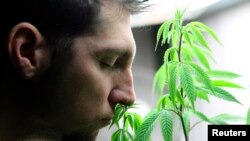 Medical marijuana patient Roger Lingle sniffs a starter plant he bought at the Canna Pi medical marijuana dispensary in Seattle, Washington, November 20, 2012.