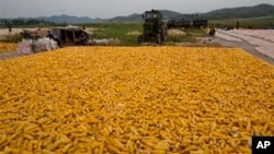 지난해 9월 북한 개성 인근 농장에서 수확한 옥수수를 널어놓았다. (자료사진)