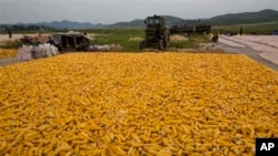 북한 개성 인근 농경지의 가을 옥수수 걷이. (자료사진)