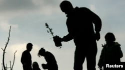 FILE - People plant pines during a reforestation project on Penteli mountain, north of Athens, Jan. 13, 2008. 