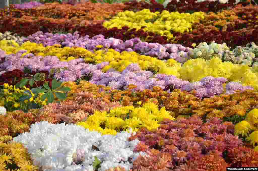 პაკისტანი