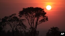 Traditional trees of the Cerrado ecosystem in Brazil