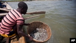 A fishermen cleans fish in the waters of Caracol Bay before selling it to fish vendors near Cap Haitien, Haiti, May 14, 2015. 