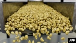 រូបឯកសារ៖ គ្រាប់ស្វាយចន្ទីត្រូវបានកែច្នៃក្នុងរោងចក្រមួយនៅទីក្រុង Bouake ក្នុងប្រទេសកូដឌីវ័រ កាលពីថ្ងៃទី ២៤ ខែឧសភា ឆ្នាំ ២០១៨។