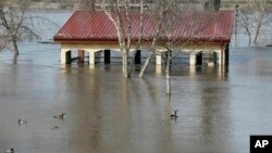 Geese and ducks swim in the floodwaters of the Mississippi River which cover Harriet Island, March 27, 2019 in St. Paul, Minn.