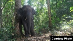 Elephants play an important role in seed dispersal for a large-fruited tree in the forests of Thailand. (K. Saralamba)