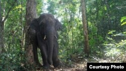 Elephants play an important role in seed dispersal for a large-fruited tree in the forests of Thailand. (Credit: Kulpat Saralamba)