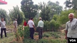 Farmers in Magroo village are learning the benefits of growing herbs to save their fields from the ravages of monkeys. (A. Pasricha/VOA)