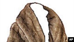 New Tricks Break Down 'Buyers' Remorse'