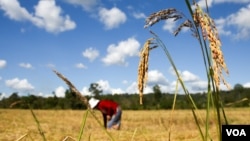 រូបឯកសារ៖ កសិករ​ម្នាក់​កំពុង​ច្រូត​ស្រូវ​ នៅ​ក្នុង​ភូមិ​តាណង​ ស្រុក​អណ្តូង​មាស​ ​ខេត្ត​រតនគិរី​ ថ្ងៃ​ទី​១ ខែ​ធ្នូ​ ឆ្នាំ​២០១៥។ (VOA) 