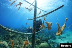 Professional diver and coral reef conservationist Luis Muino cleans the coral where it is grown from underwater plant material in Playa Coral beach, Cuba on April 29, 2022. (REUTERS/Alexandre Meneghini)