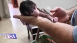 პანდემია - შვება ცხოველებისთვის