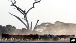 FILE - Maasai cattle walk through an are stripped of vegetation. Demand for manure collected from Kenya's rangelands for use as fertilizer is on the rise.