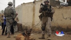 Mard kuchuk oliy mukofot bilan taqdirlandi