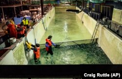 LocalCoho ฟาร์มปลาแซลมอนในนิวยอร์ก ระดมกำลังจับปลาไปบริจาคให้ธนาคารอาหาร ก่อนปิดกิจการ เมื่อ 24 ม.ค. 2568