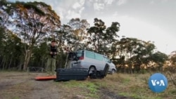 Drones with Infrared Cameras Help Track Elusive Koalas 