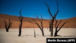 Arbres morts dans le désert de sel de Sosusvlei en Namibie,14 mai 2015. 