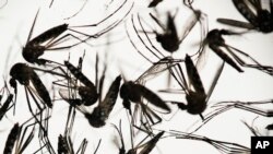 Aedes aegypti mosquitoes sit in a petri dish at the Fiocruz institute in Recife, Pernambuco state, Brazil,Jan. 27, 2016