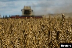 FILE PHOTO: Wheat harvesting in Kyiv region amid Russia's attack on Ukraine
