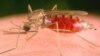 Malaria is transmitted among humans by female Anopheles mosquitoes like this one.