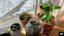 Vegetable seedlings and citrus plants appear in pots, jars and cans on a ledge inside a home in Westchester County, N.Y. on Feb. 8, 2021. (AP Photo/Julia Rubin)