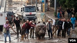 ზოოპარკიდან გაქცეულ ბეჰემოთ "ბეგის" უკან ვოლიერში აბრუნებენ 