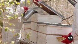 How beekeeping is helping communities cope with climate change in Kenya