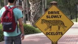 Environmentalists Worry Trump’s Wall Will Spell Doom for Border Wildlife