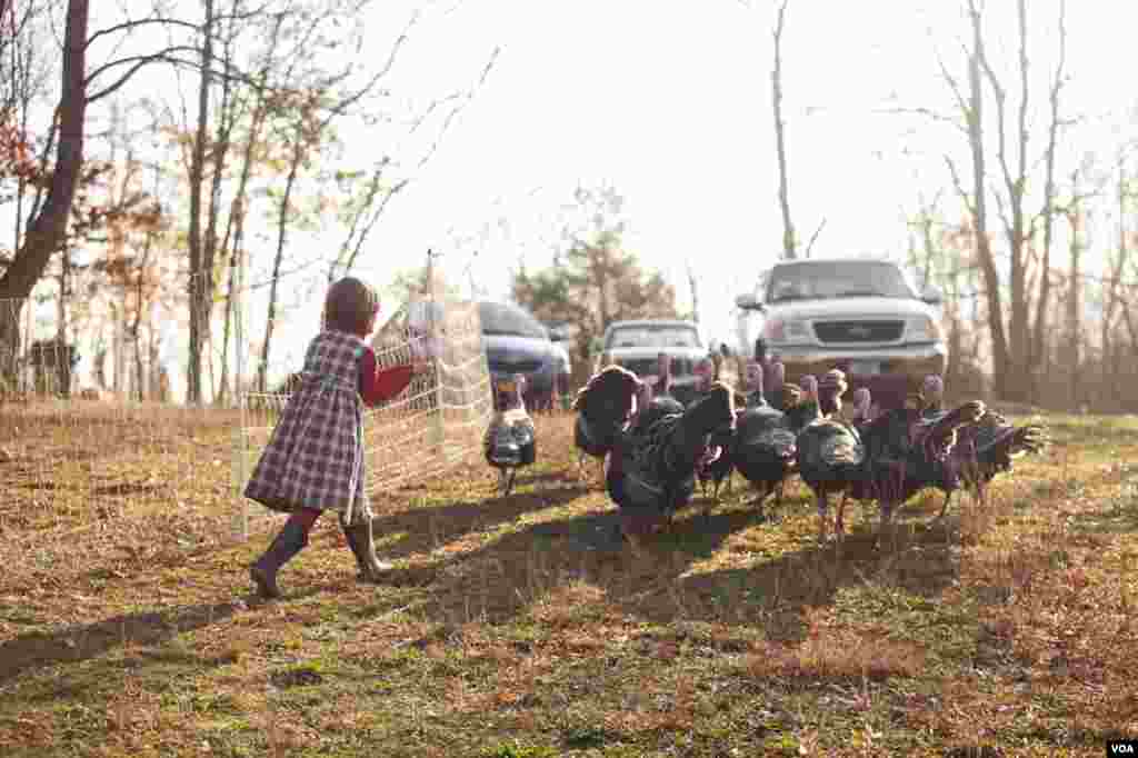 Morwen chases the birds. (Alison Klein/VOA)