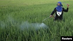 Petani menyemprot air dan pestisida di sawah. (Foto: Dok)