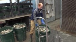 Recycling Oyster Shells Improves Water Quality, Oyster Population