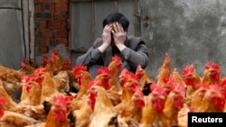 A chicken breeder in China sits with his chickens. covers his face as he sits behind his chickens, 2013. 