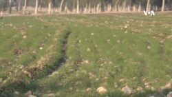 د ننګرهار د کانال د دولتي ځمکو کروندګر د اوبو له کموالی سرټکوي