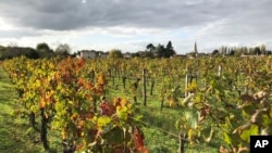 프랑스 남부의 와인 생산지인 생떼미리옹의 포도밭. (자료사진)